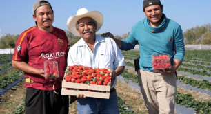 Danone strawberry farmers